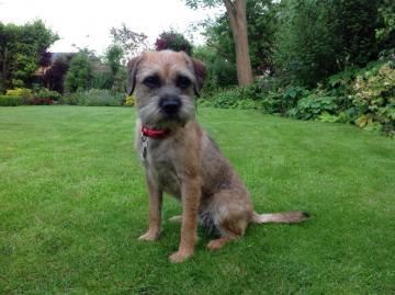 Crumble the Border Terrier dog