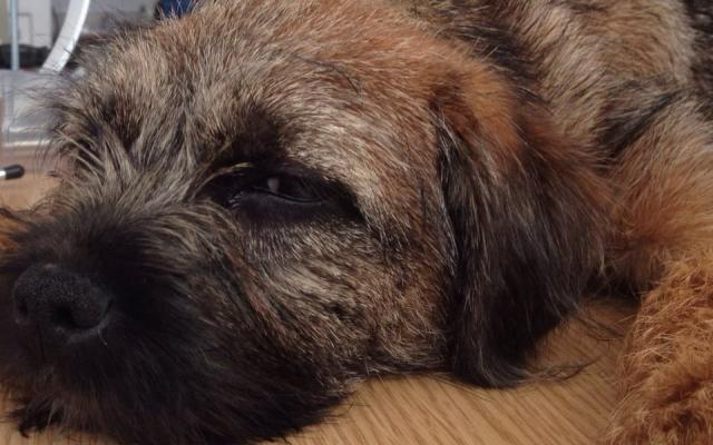 Crumble the Border Terrier laying relaxed