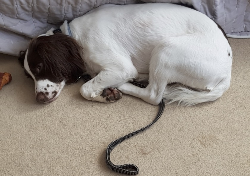 Alfie in his new calm submissive state