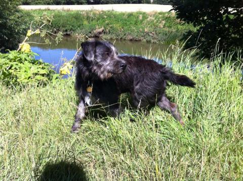 Blue the Patterdale Terrier