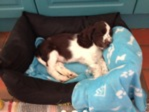 Wesley the puppy
