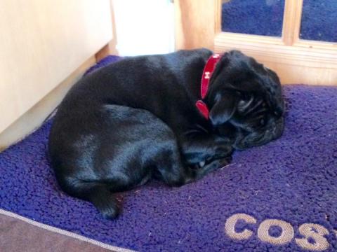 Des the Pug sleeping