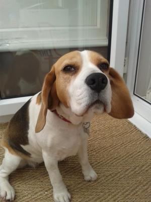 Florence the Beagle
