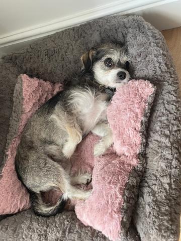 Arya the Chihuaha/Bichon Frise cross