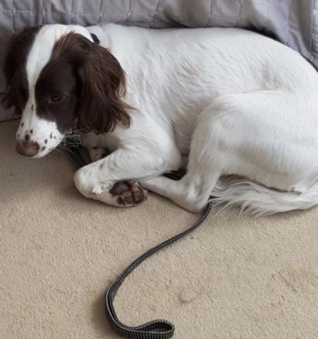 Alfie the English Springer Spaniel