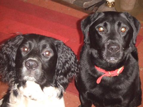 Harvey the Springer Spaniel and George the Labrador