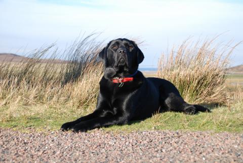 Elvis the Black Labrador