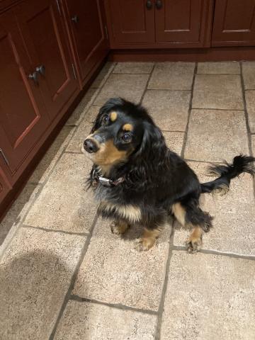 Wilf the Spaniel