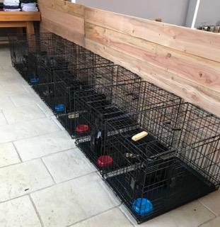 Story of a little pack in France