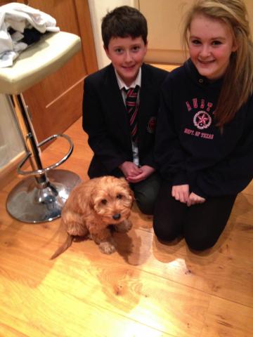 Louis the Cockapoo