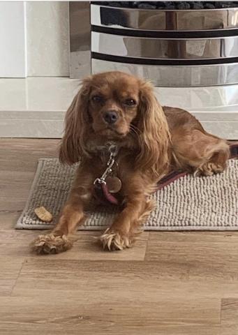 Mila the King Charles Spaniel