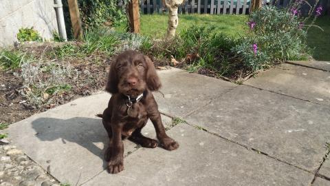 Jackson the Pointer