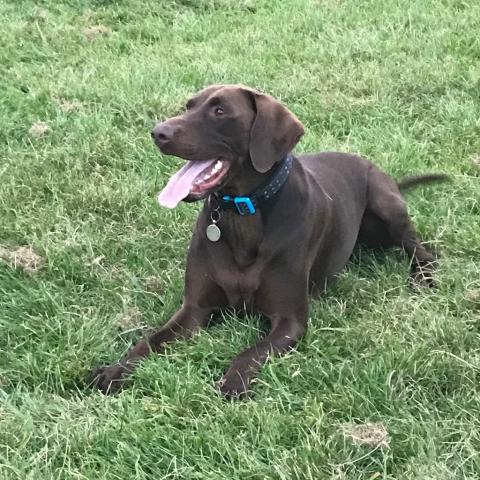 Bear the Doberman x Labrador