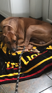 Big King K the Rhodesian Ridgeback