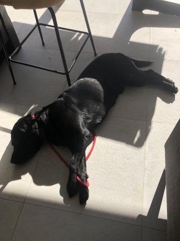 Billy the Labrador