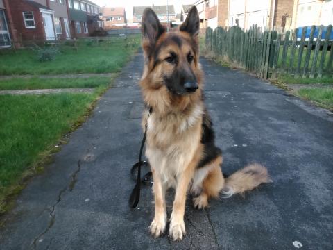 Bran the German Shepherd