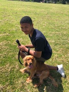 Buddy the Cocker Spaniel