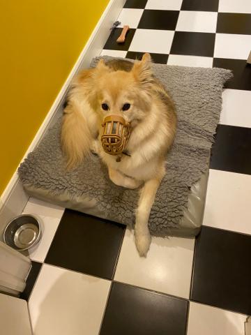 Every dog should be trained to wear a muzzle