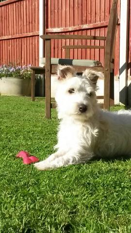 Charlie the Parson Jack Russell
