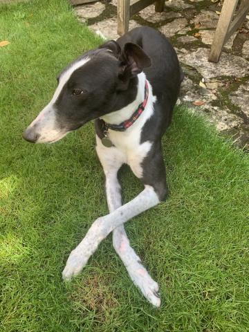 Dora the retired greyhound