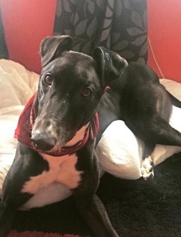 Mikey the Greyhound