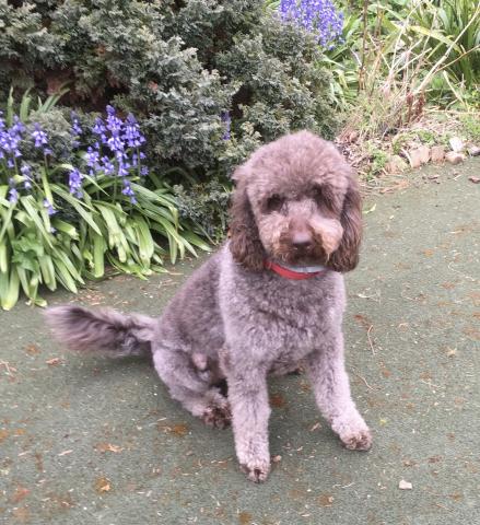 Lottie the Cockapoo
