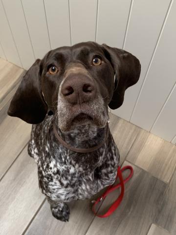 Luna the Pointer