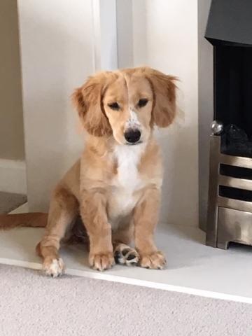 Mabel the Cocker Kokoni Cross