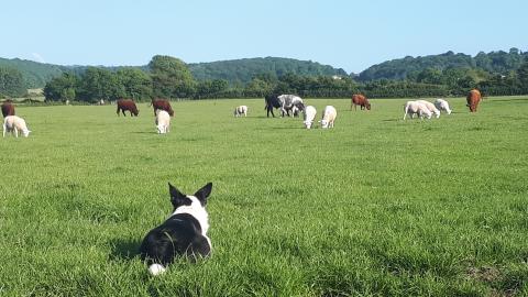 Mabel the Sheepdog