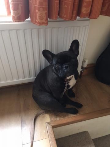 Maggie the French Bulldog