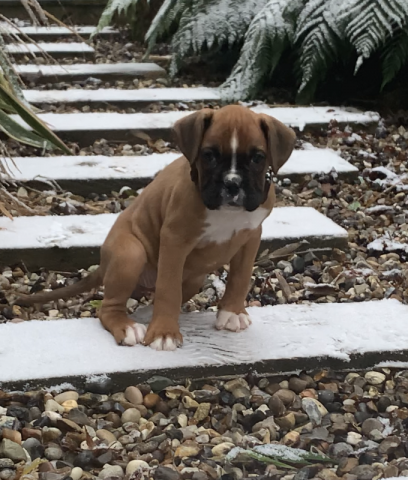 Margo the Boxer