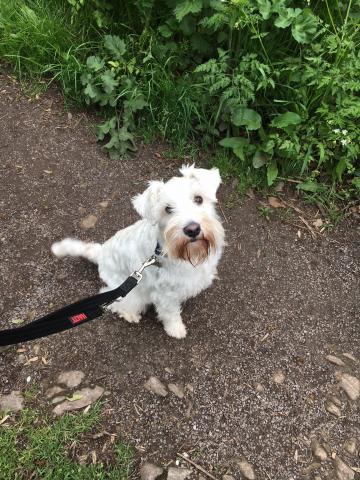 Marley the Miniature Schnauzer