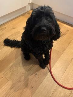 Monty the Cockapoo