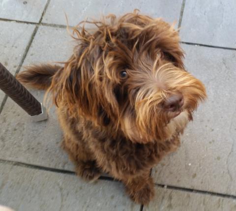 Nala the Bordoodle