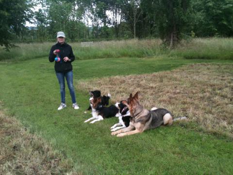 Sally and the collies