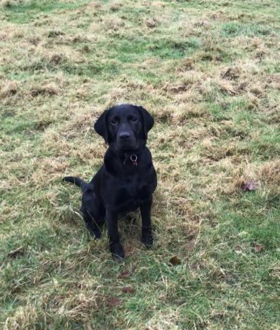 Raffie the Black Labrador
