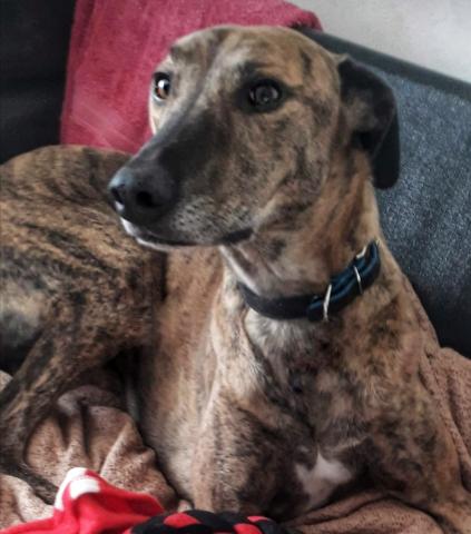Rango the Lurcher