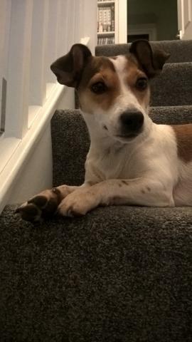 Remy the Jack Russell
