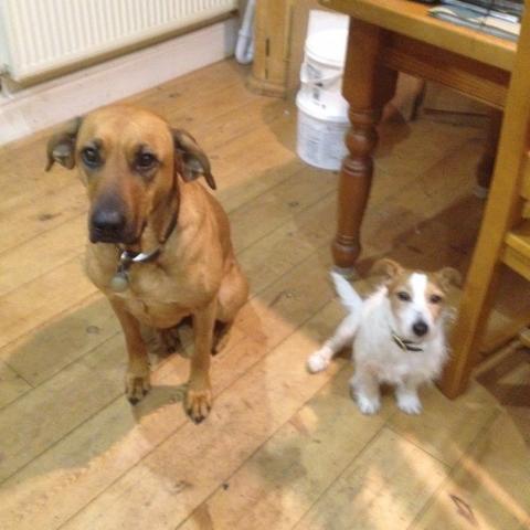 Rosie and Jerry the Ridgeback/Alsatian cross and Jack Russell