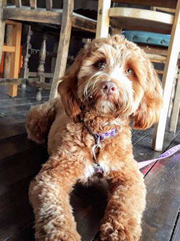 Roxy the Cockapoo