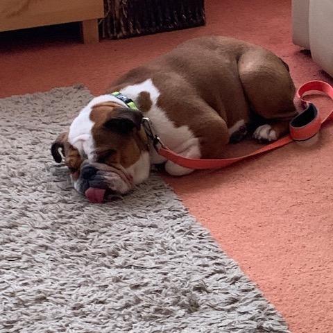 Ruby the British Bull Dog