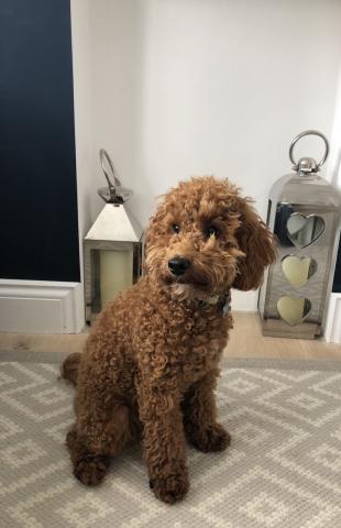 Teddy the Cockapoo