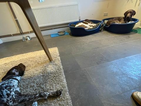 The Three Dogs