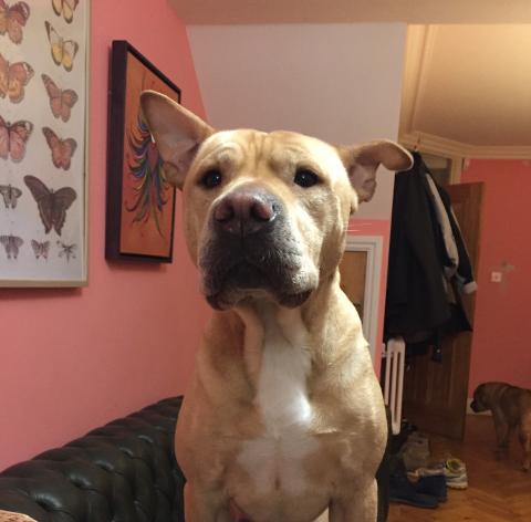 Theo The Sharpei Rottweiler Staffie Cross Dog Whisperer Sally Barnes