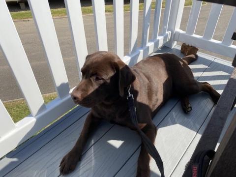 Uta and her brown Labrador