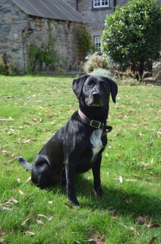 Wilson the Collie/Labrador Cross