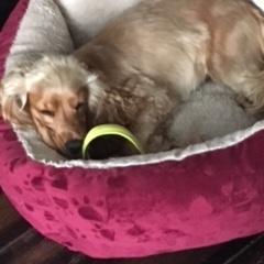 Zea the Golden Cocker Spaniel