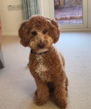 Bailey the Poodle Cross