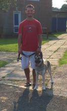 Dave and Chi the Husky/Atika Rescue Dog cross