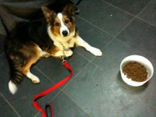 Sammy the collie